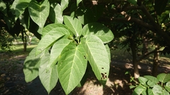 Sterculia ceramica