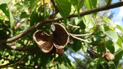 Sterculia ceramica