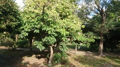Sterculia ceramica