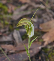 Pterostylis grandiflora
