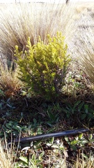 Ozothamnus leptophyllus