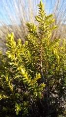 Ozothamnus leptophyllus