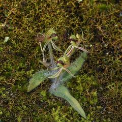 Caladenia amoena