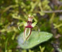 Caladenia amoena