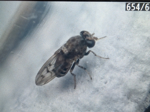 iNaturalist observation photo of Brachyceran Flies