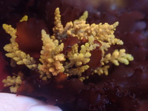 Image of Callithamnion pikeanum by (c) Rebecca Johnson, some rights reserved (CC BY)
