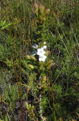 Epacris pauciflora