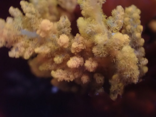 Image of Callithamnion pikeanum by (c) Rebecca Johnson, some rights reserved (CC BY)