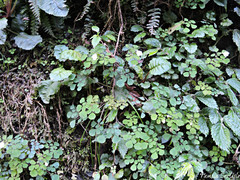 Primula boothii repens