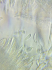 Chlorosplenium chlora image