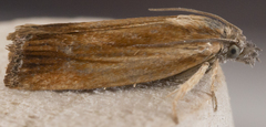 Eucosma umbrastriana