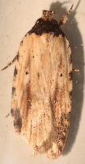 Agonopterix atrodorsella