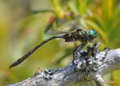 Somatochlora franklini