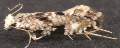 Nemapogon auropulvella