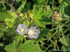 Malva nicaeensis
