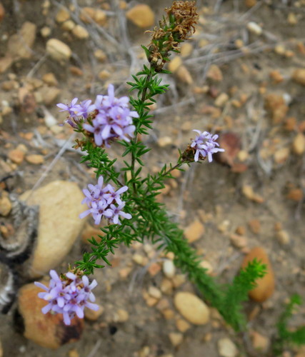 Image of Selago burchellii by no rights reserved