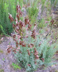 Thamnochortus glaber