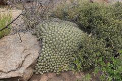 Anthacanthae