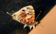 Catapaecilma major