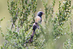 Spizella atrogularis