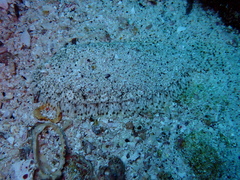 Reticulated Sole photo 2