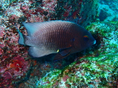 Galapagos Ringtail Damselfish photo 4