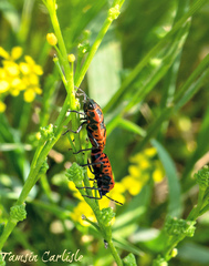 Eurydema spectabilis
