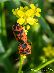 Eurydema spectabilis