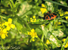 Eurydema spectabilis