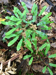 Lygodium articulatum
