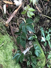 Tetrastigma obtectum glabrum