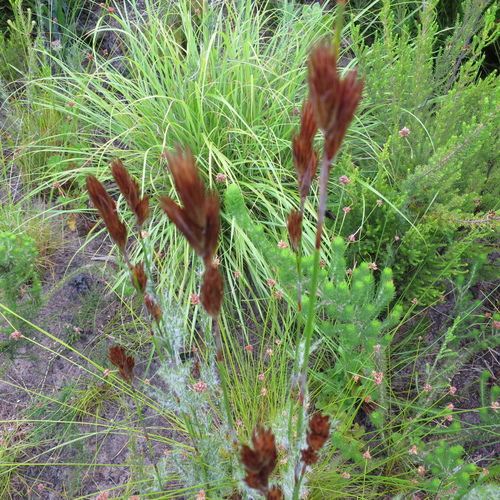 Image of Thamnochortus glaber by no rights reserved