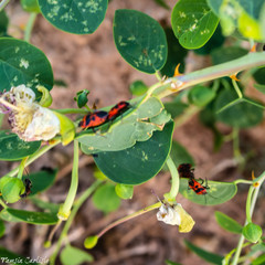 Eurydema spectabilis