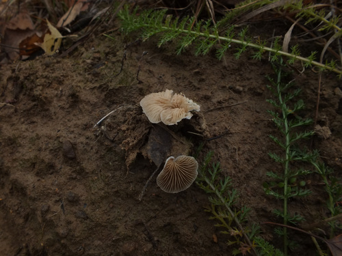 Crepidotus autochthonus image