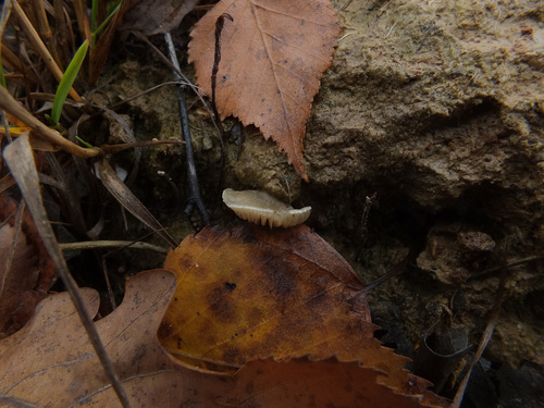 Crepidotus autochthonus image