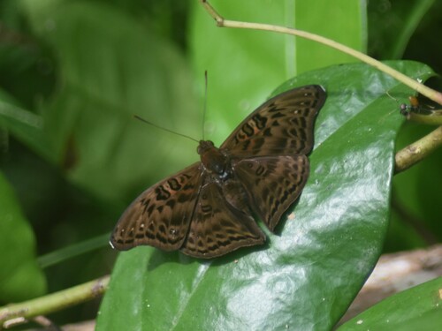 Common Commander