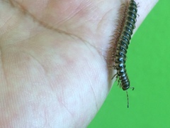 Chamberlinius hualienensis