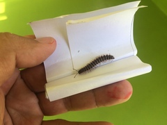 Chamberlinius hualienensis