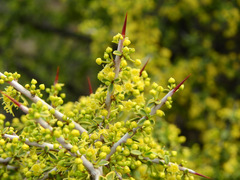 Condalia microphylla