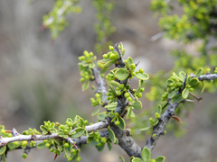Condalia microphylla