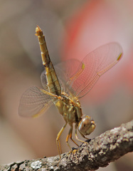 Crocothemis