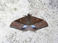 Ischyja marapok