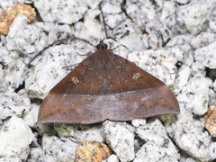 Ischyja marapok