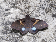 Ischyja