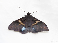Ischyja
