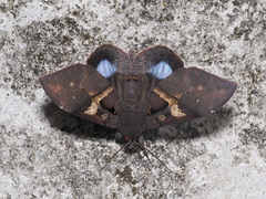 Ischyja