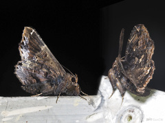 Lacera uniformis
