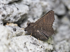 Amphigonia motisigna