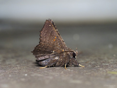 Amphigonia motisigna