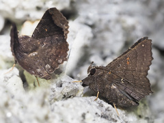 Amphigonia motisigna
